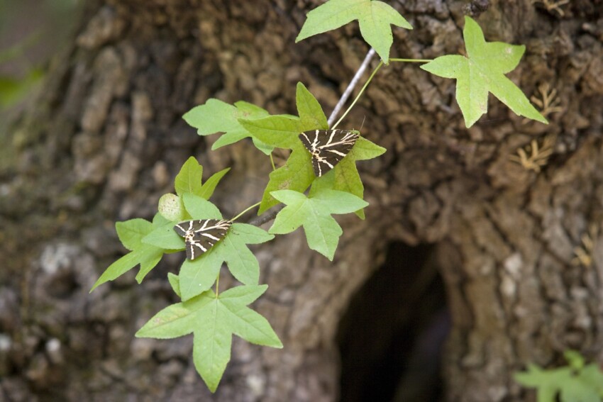 Vallée des Papillons